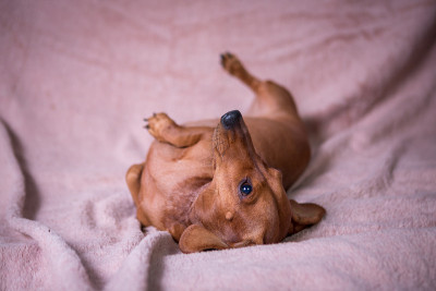 达克斯猎犬