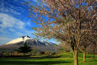 岩手山和樱花
