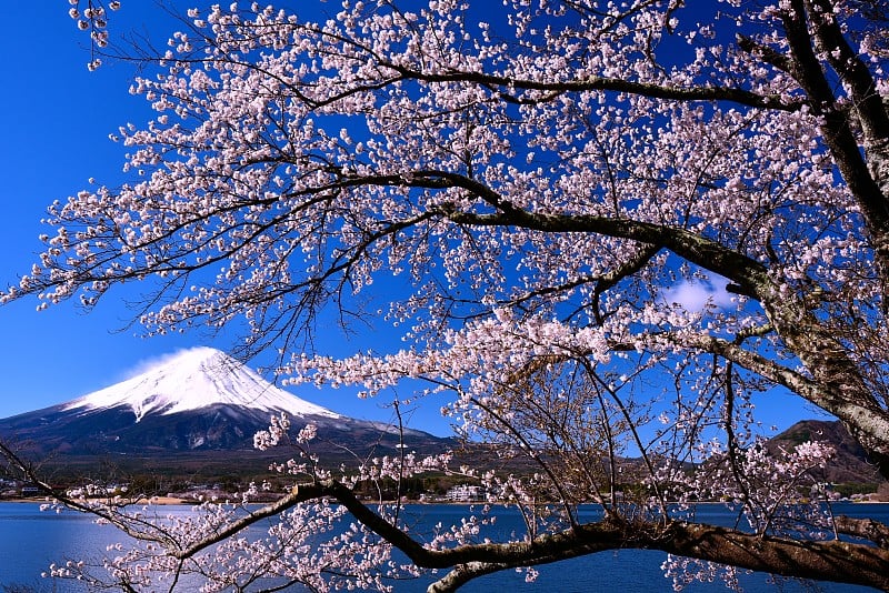 富士山和樱桃树