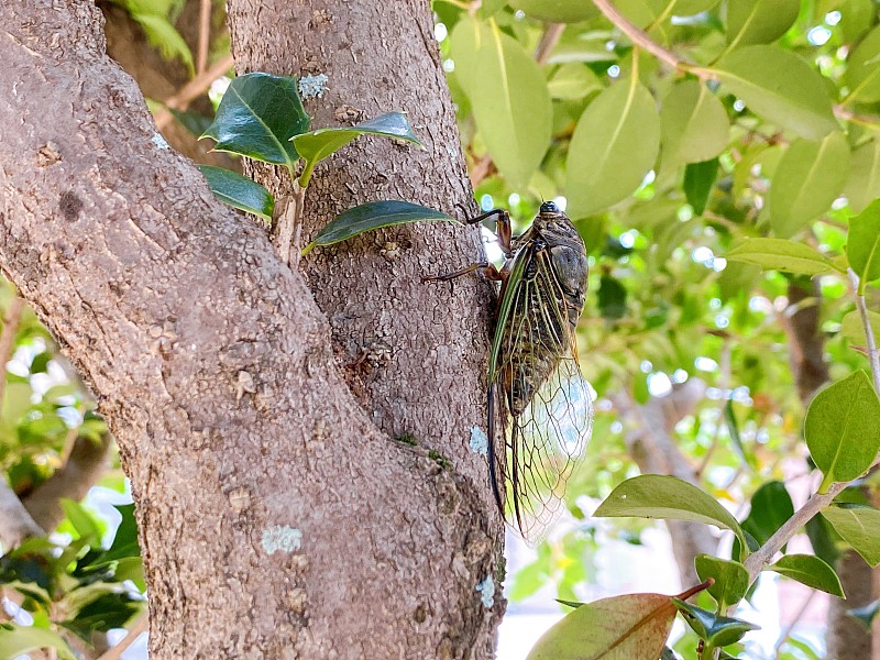 cicada (kumazemi)