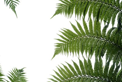 热带蕨类叶子在白色孤立的背景为绿色树叶背景和复制空间