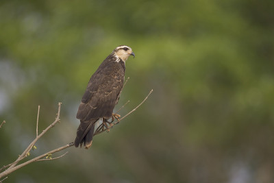 Snail kite, Rostrhamus sociabilis，