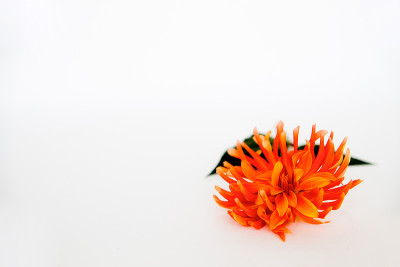 花的形象