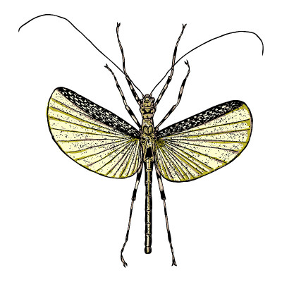 Color insects bug. Colourful species in vintage ol