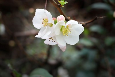 木瓜叶