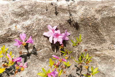 杜鹃花