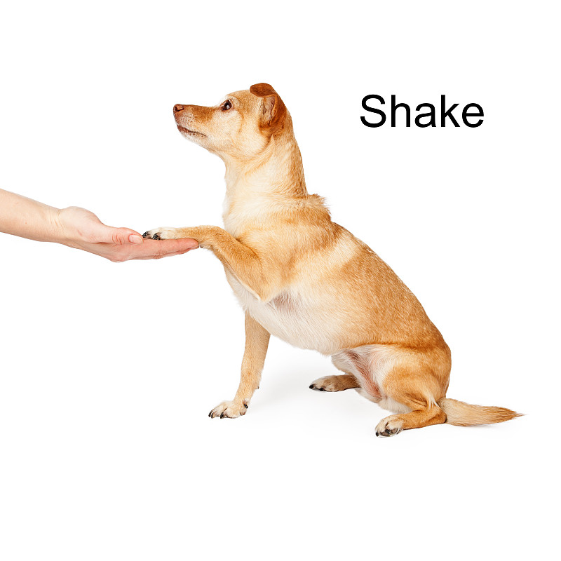 训犬Shake命令
