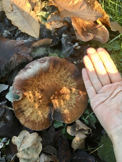 Bad Aibling是一个温泉小镇，也是巴伐利亚地区的前行政区，位于慕尼黑东南56公里处的曼富尔河
