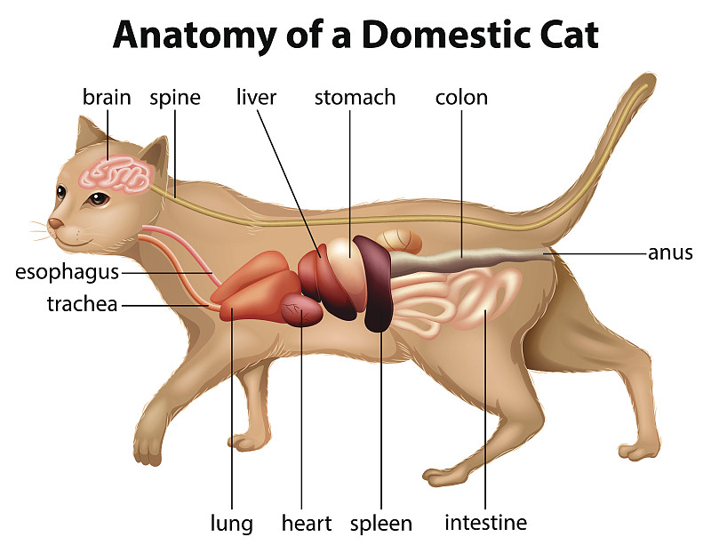 解剖家猫