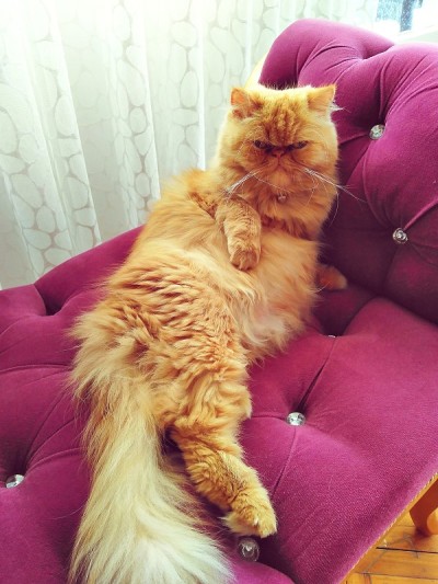 猫的动物