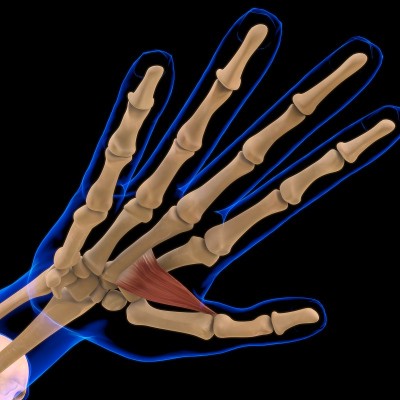 拇内收肌解剖医学概念3D插图