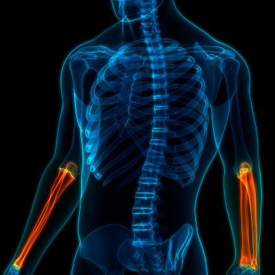 人体骨骼系统桡骨和尺骨关节解剖学
