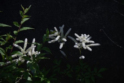 Astilbe花。