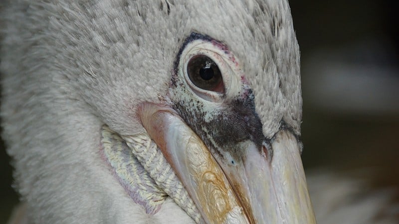 大白鹈鹕(Pelecanus onocrotalus)也被称为东部白鹈鹕，玫瑰色鹈鹕或白色鹈鹕，是鹈