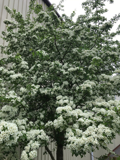 普通山楂树- 2018年5月