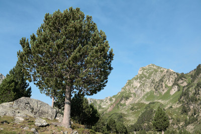 松树在山,比利牛斯山脉