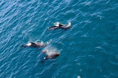 Long-finned Pilot Whales
