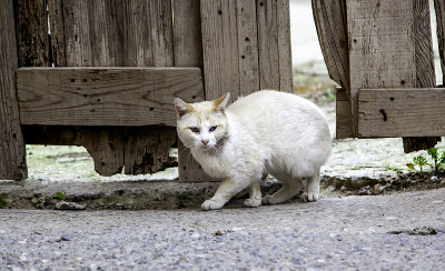 木门后的猫