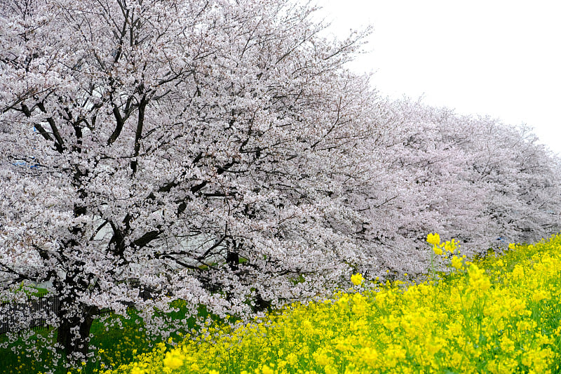 樱花隧道和菜花，熊谷樱花堤，日本埼玉县。