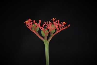 珊瑚植物