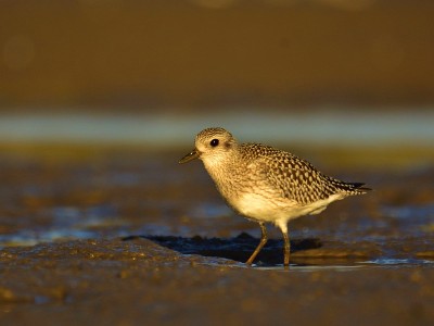 灰鸻(Pluvialis squatarola)在岸上(冬季羽毛)
