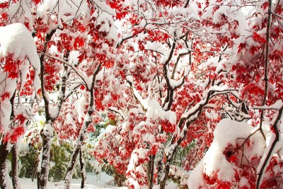 晚秋和粉状雪