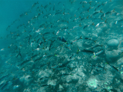 Shoal