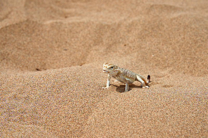 阿加玛蟾(Phrynocephalus mystaceus)在阿尔金·埃米尔国家公园的一个沙丘上。哈