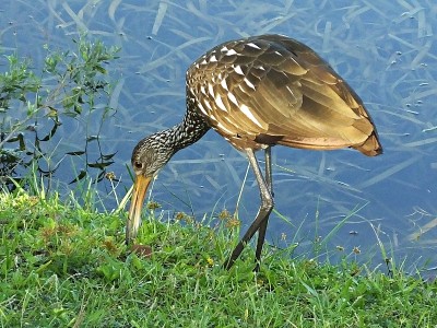 Limpkin (Aramus guarauna)正在水边的草地上吃苹果蜗牛