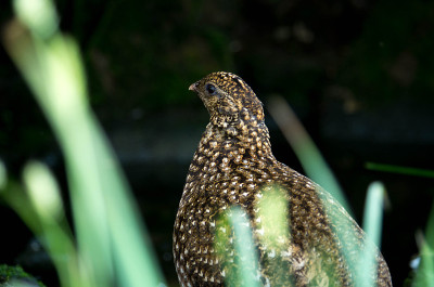 Temminck角雉的女性。红腹角雉(tragopan temminckii)是一种中等大小的角雉属
