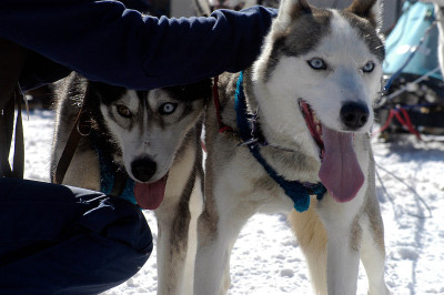雪橇犬或哈士奇在冬天