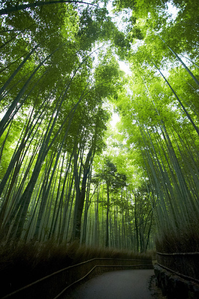 岚山福雷斯特