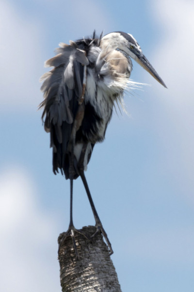 Blue Heron