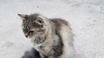 希腊猫在街上漂亮驯养