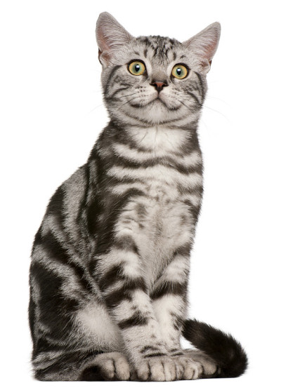 英国短毛小猫，4个月大，坐在白色背景前