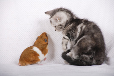 猫和仓鼠