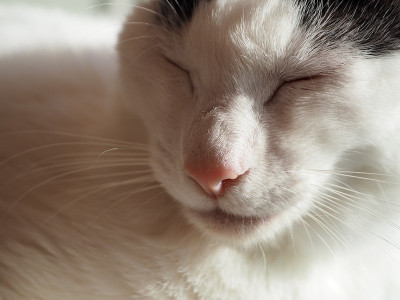 睡觉的猫