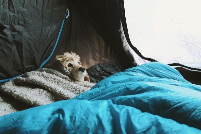 睡在帐篷里的可卡犬。