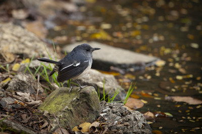 东方magpie-robin