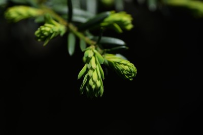 发芽的Torreya