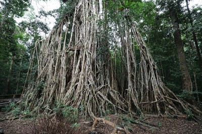 仰望澳大利亚昆士兰阿瑟顿高地上巨大的大教堂无花果树