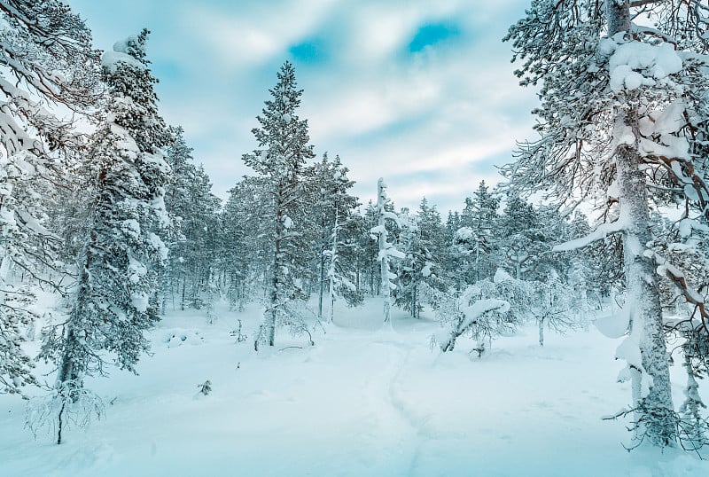 夕阳下的雪景，芬兰拉普兰冬天结冰的树木