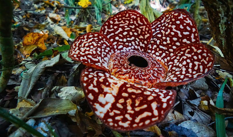 Rafflesia pricei在坦帕，Sabah。婆罗洲马来西亚