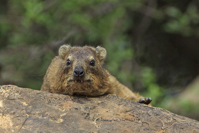 裙子dassie