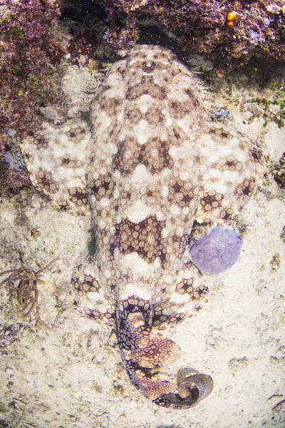 在Raja Ampat的Wobbegong shark