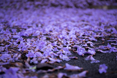 蓝花楹