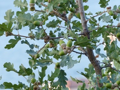 毛茸茸的橡木(lat。毛栎(Quercus pubescens)高达18米。生长在山南坡低洼地带的森