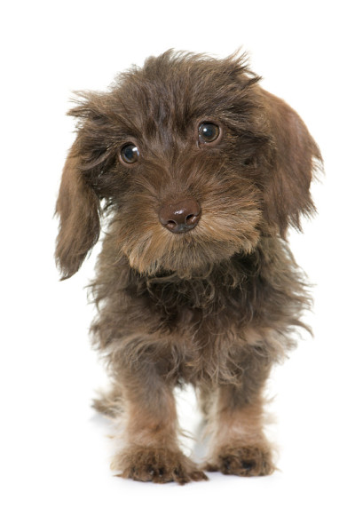 小铁丝毛腊肠犬