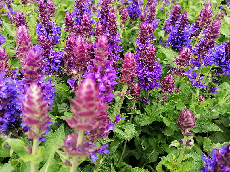 紫色鼠尾草花植物特写图片