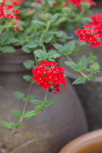 盛开的红花和陶瓷花盆，马鞭草